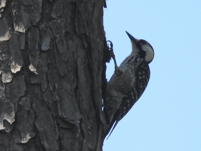 Red-cockaded Woodpecker - Gerald Head