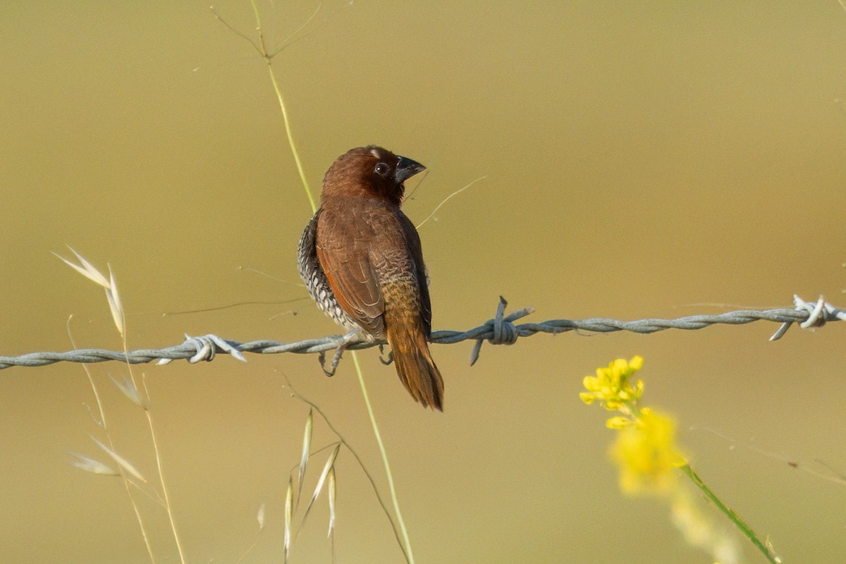 Scaly-breasted Munia - Russ Pettit