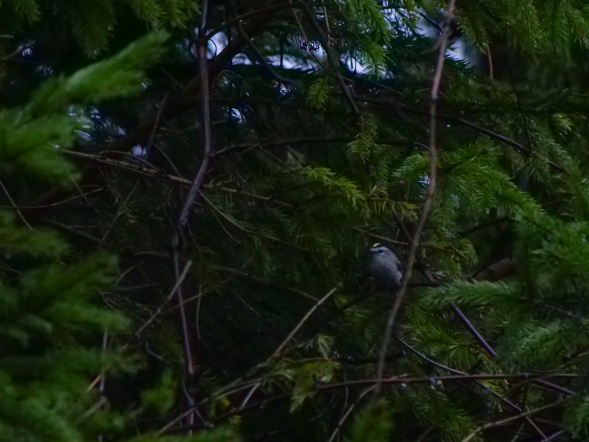 Golden-crowned Kinglet - Bob Izumi