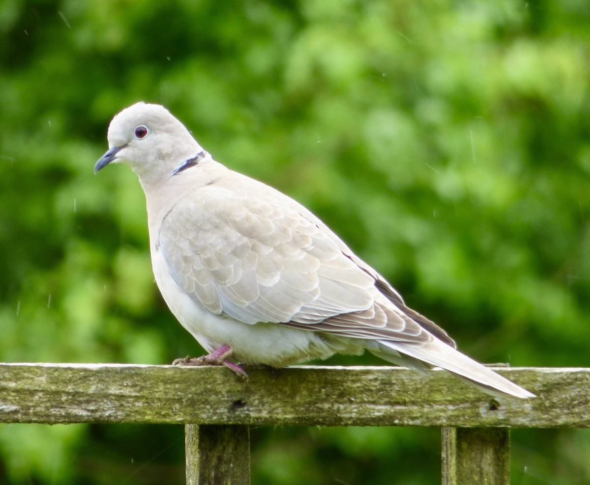 Eurasian Collared-Dove - JP Hook