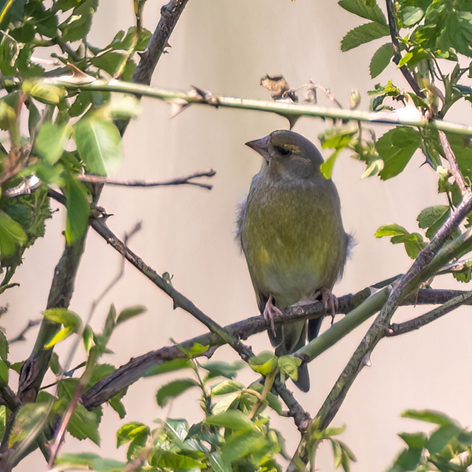 European Greenfinch - Martine Stolk