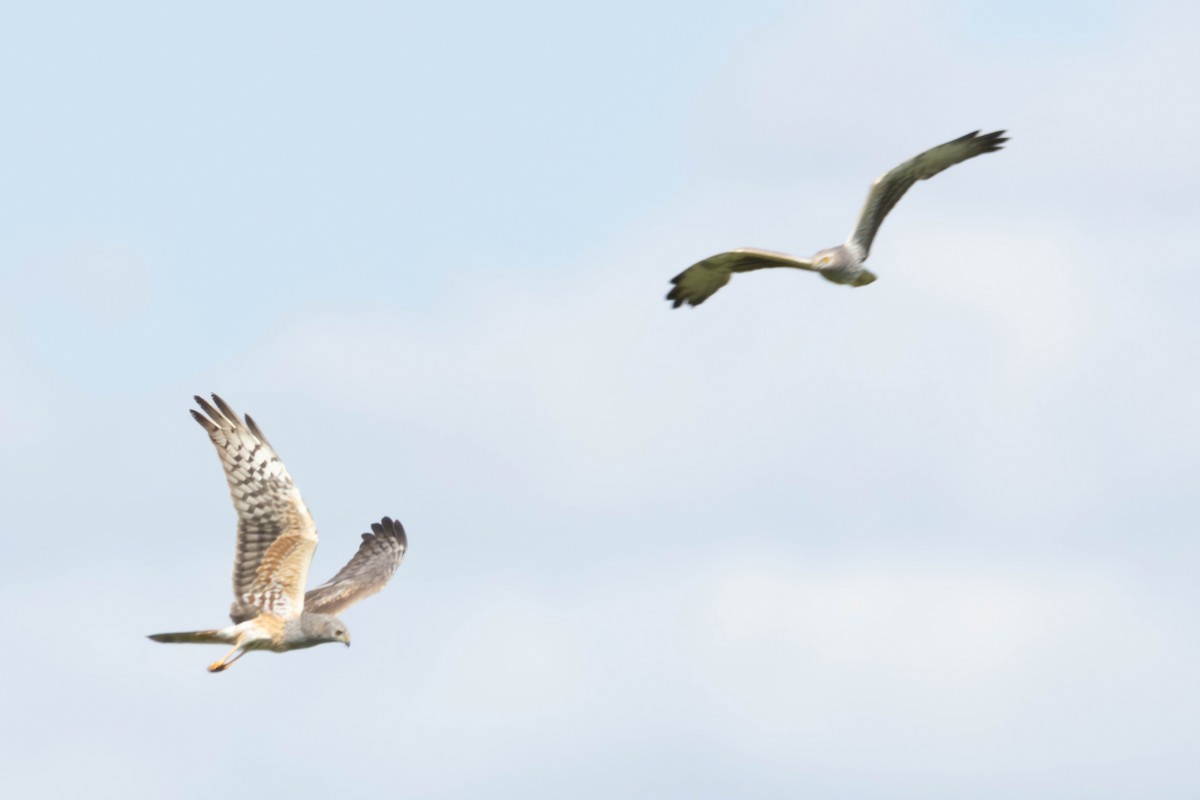 Montagu's Harrier - Alejandro Sanz