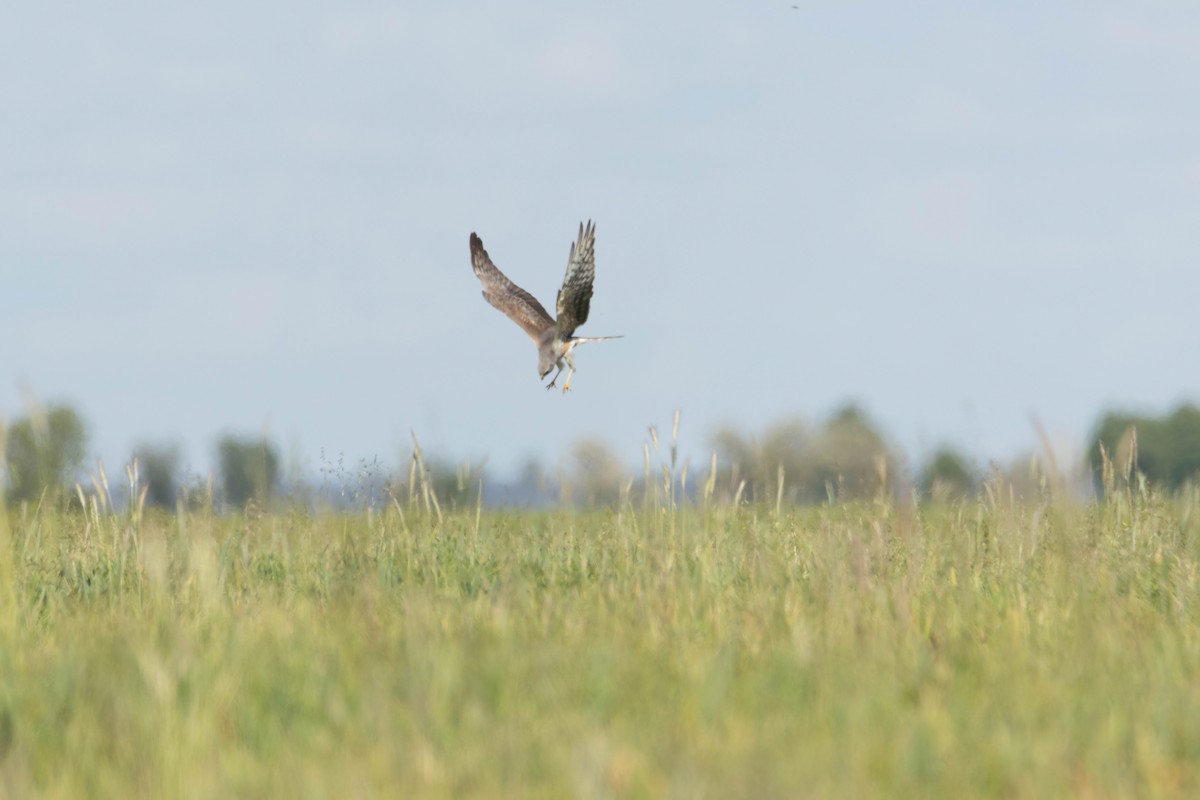 Montagu's Harrier - Alejandro Sanz