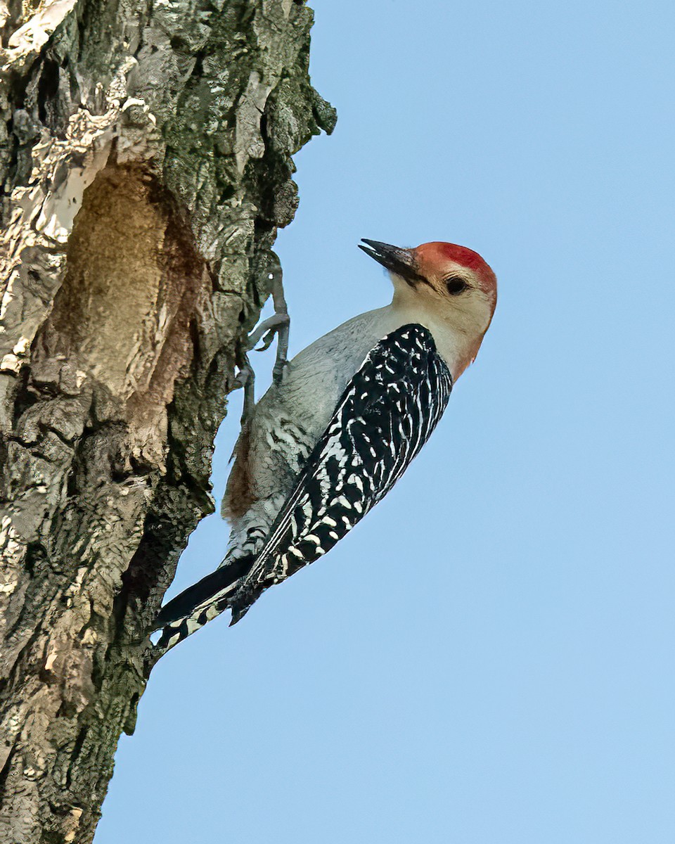 Red-bellied Woodpecker - Mark Singer