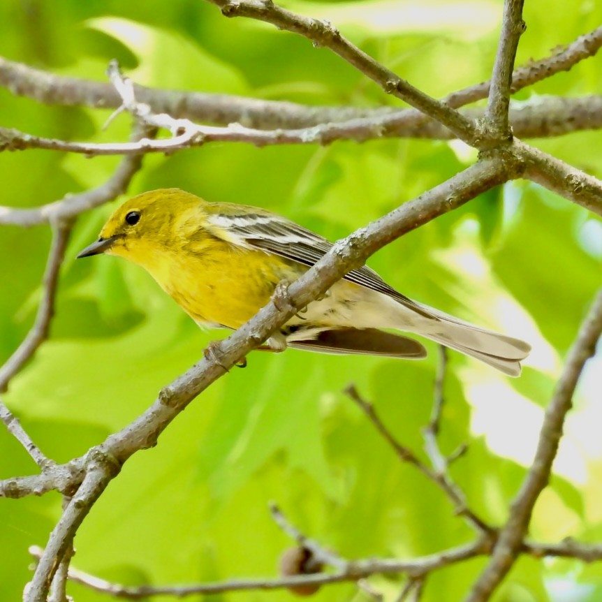 Pine Warbler - Deb Diane