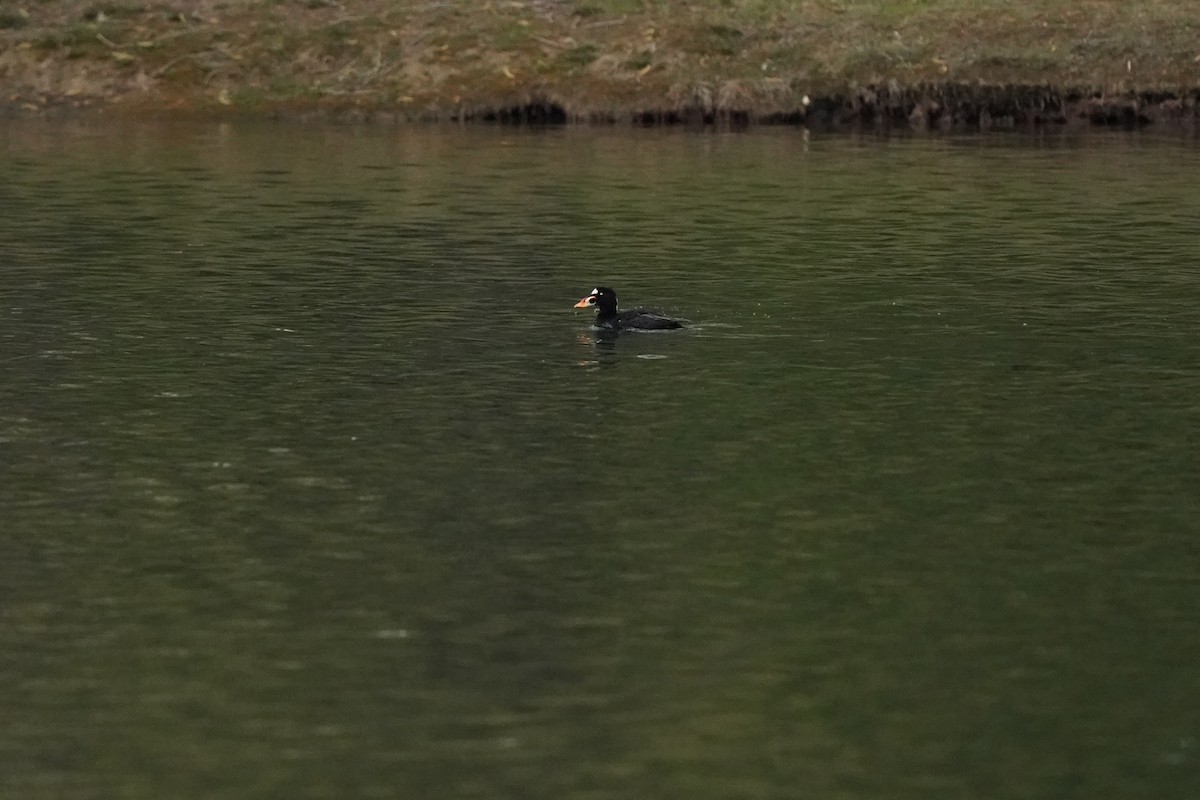 Surf Scoter - Pam Hardy