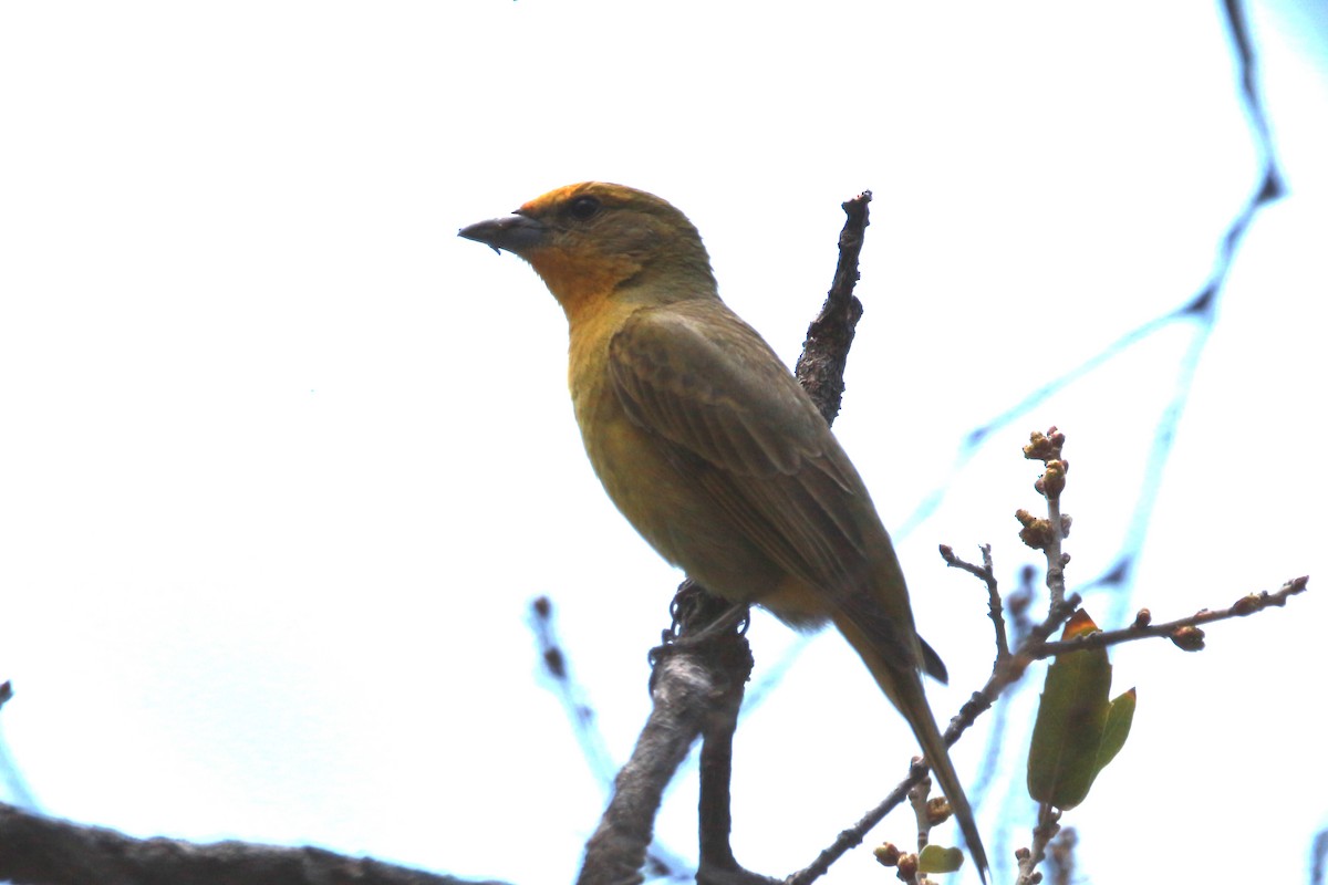 Hepatic Tanager - Jesse Pline