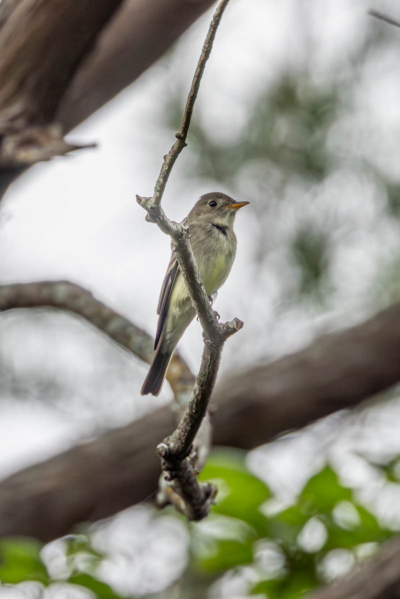 Yellow-bellied Flycatcher - Mark  Laussade