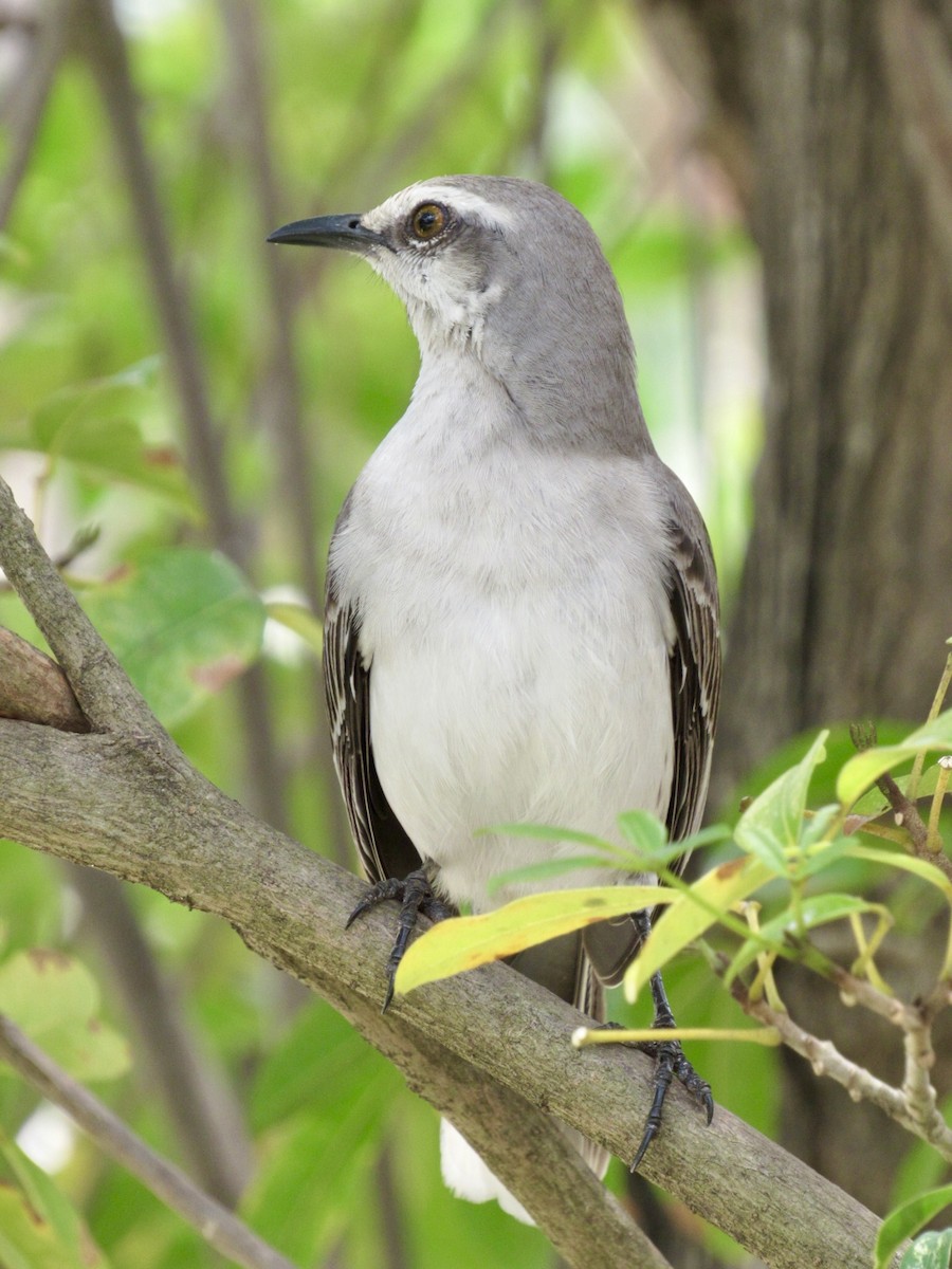 Tropical Mockingbird - Alex Pereschuk