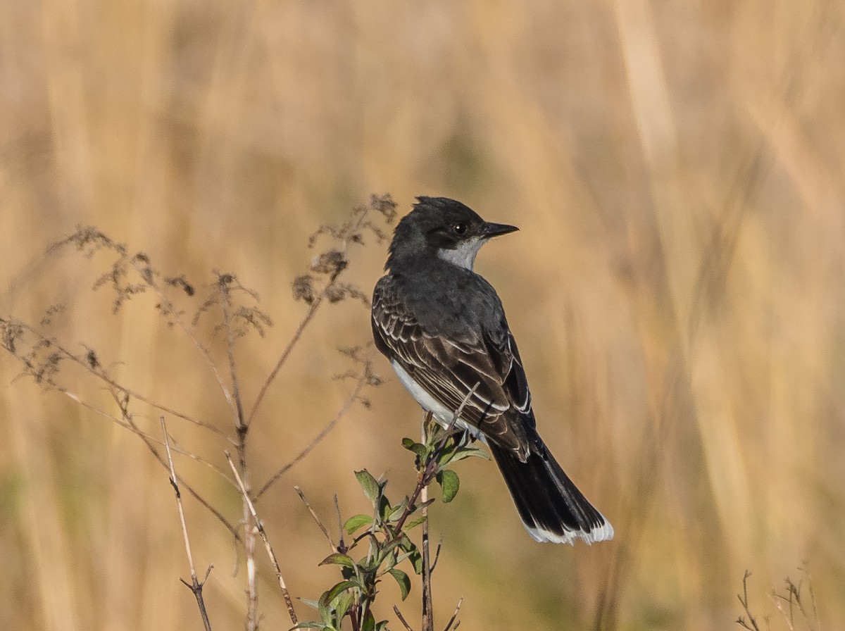 Eastern Kingbird - Fay Ratta