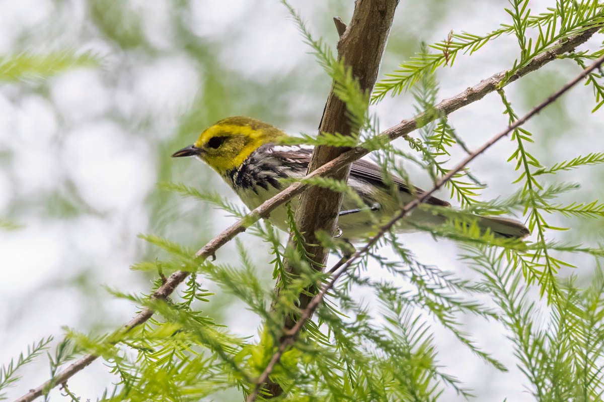 Black-throated Green Warbler - Mark  Laussade