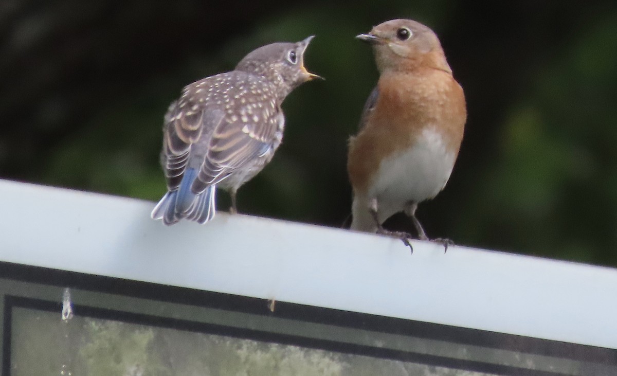 Eastern Bluebird - Susan Leake