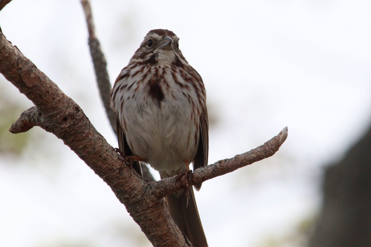 Song Sparrow (melodia/atlantica) - ML619456493