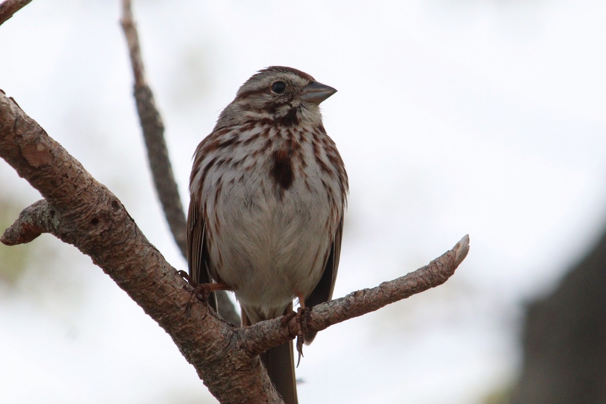 Song Sparrow (melodia/atlantica) - ML619456494