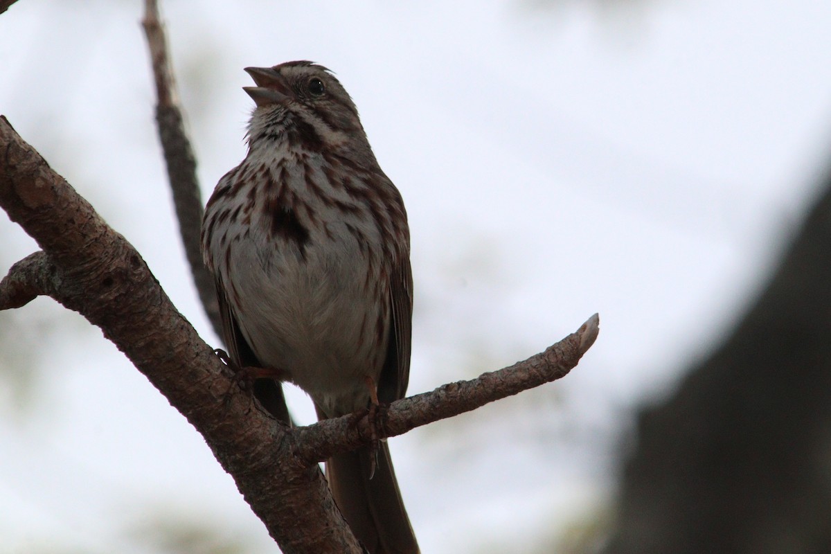 Song Sparrow (melodia/atlantica) - James Teitgen