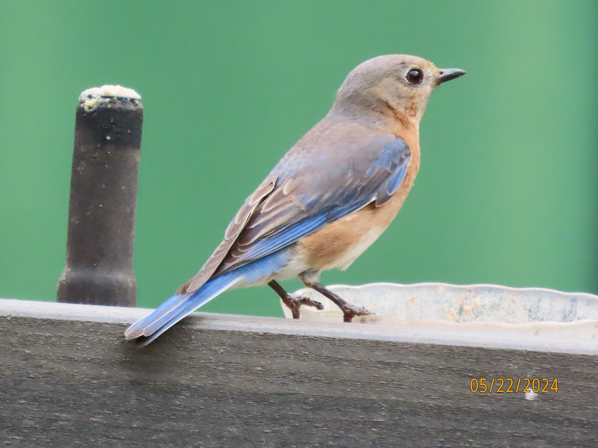 Eastern Bluebird - Susan Leake