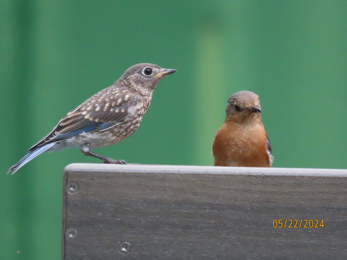 Eastern Bluebird - Susan Leake