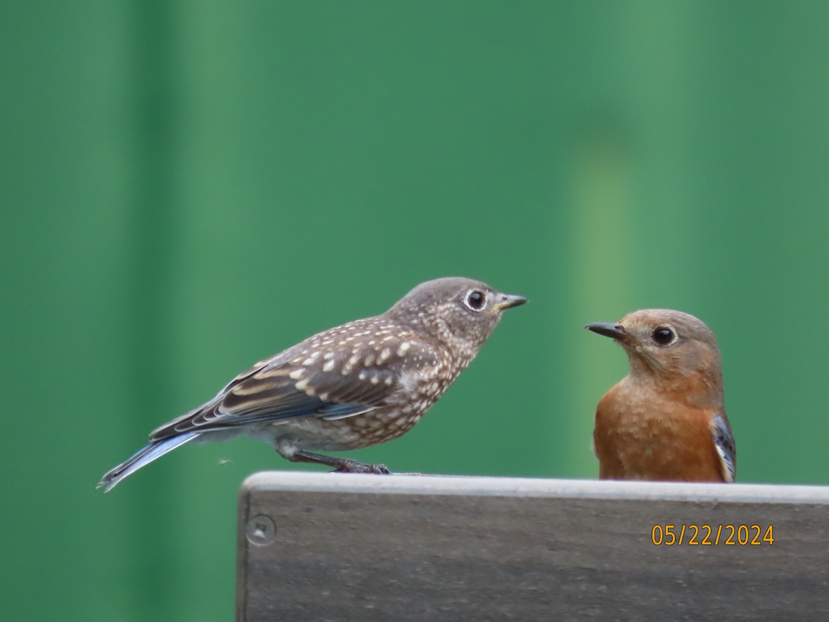 Eastern Bluebird - Susan Leake