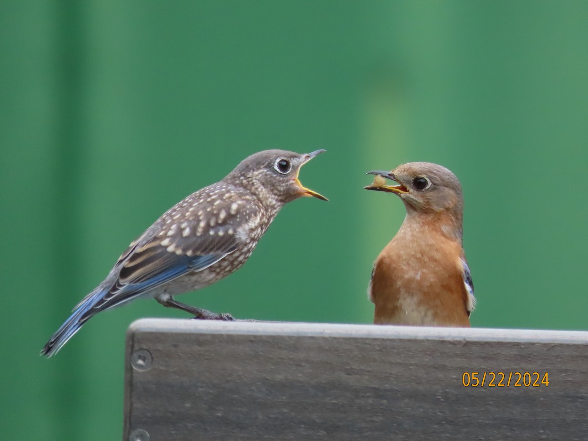 Eastern Bluebird - Susan Leake