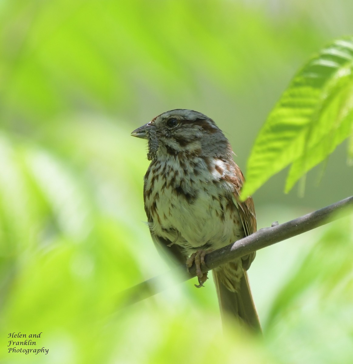 Song Sparrow - Helen and Franklin Chow