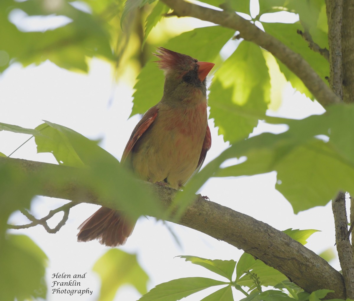 Northern Cardinal - Helen and Franklin Chow