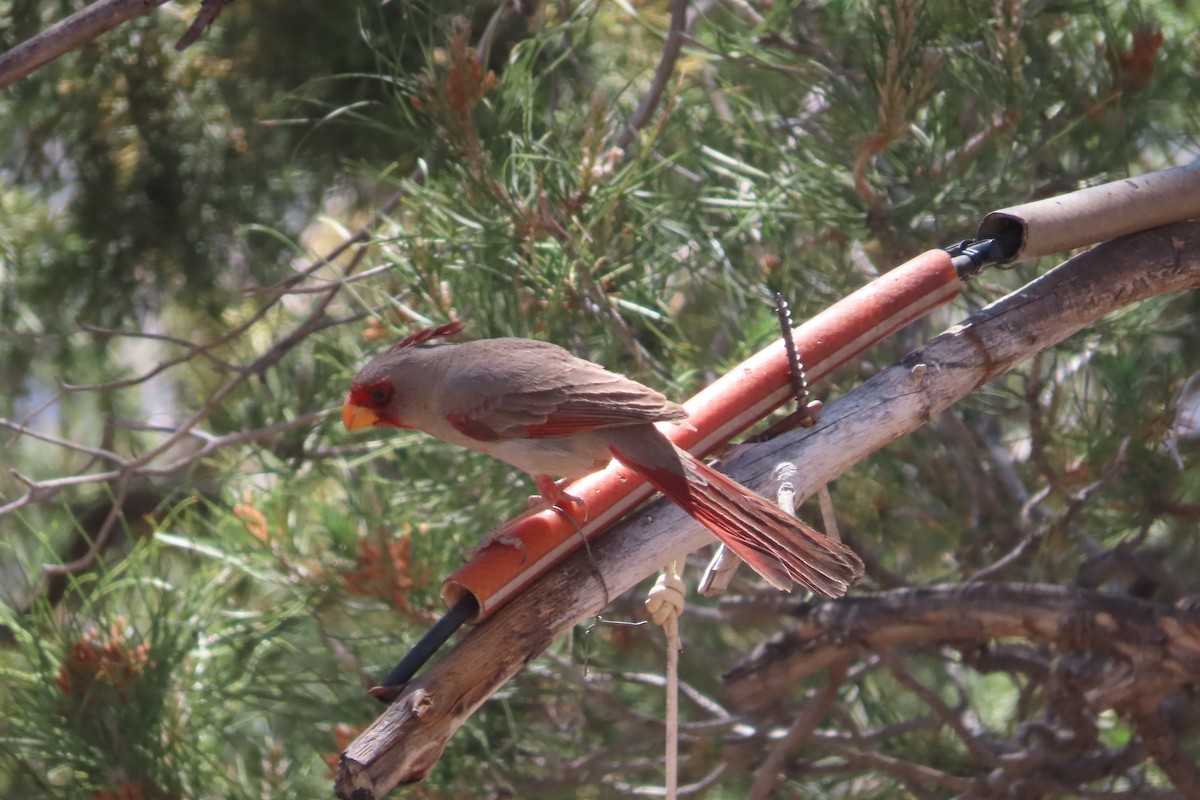 Pyrrhuloxia - David Brinkman