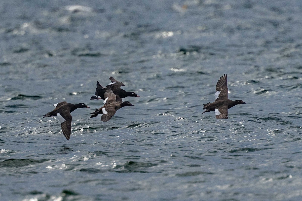 White-winged Scoter - Sylvain Langlois