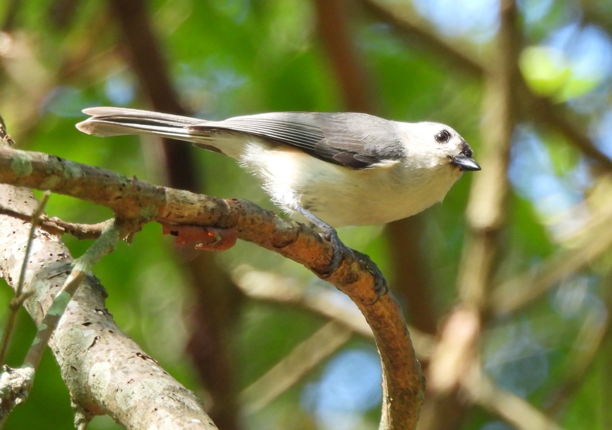 Tufted Titmouse - Dave Milsom