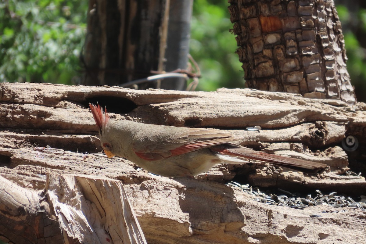 Pyrrhuloxia - David Brinkman