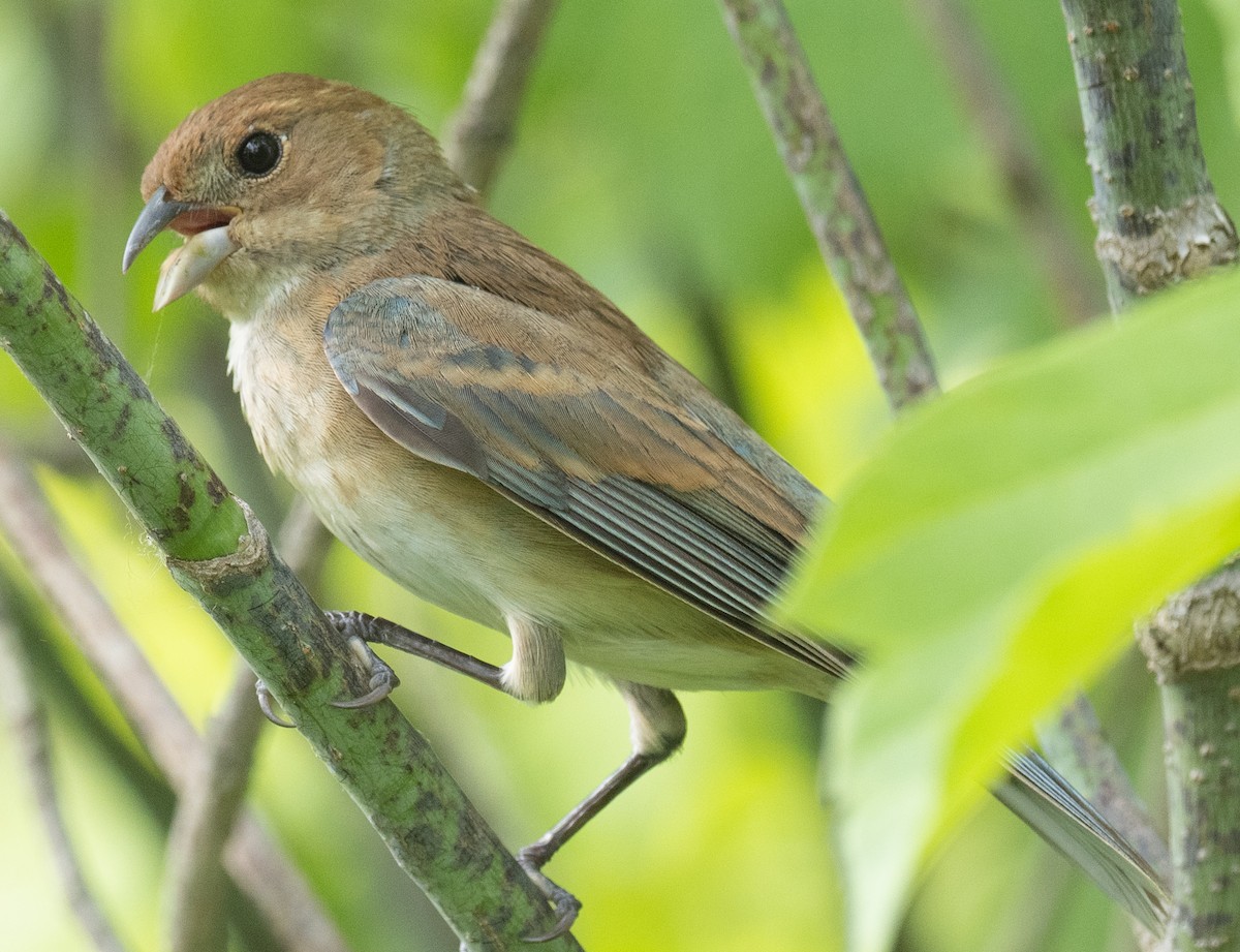 Indigo Bunting - Lynn Chapman