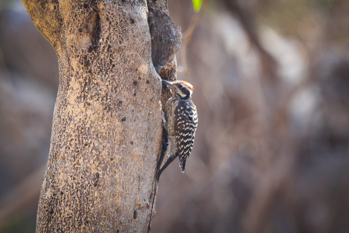 Ladder-backed Woodpecker - Diana Castelán