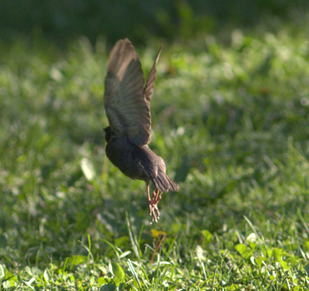 European Starling - Alexander "Sasha" Keyel