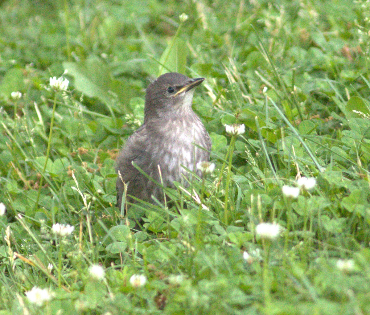 European Starling - ML619456546