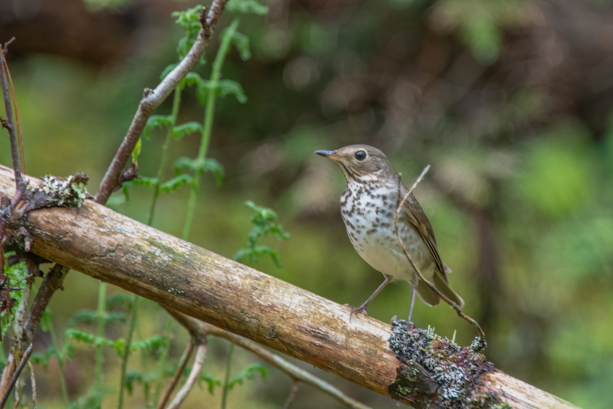 Swainson's Thrush - Derek Rogers