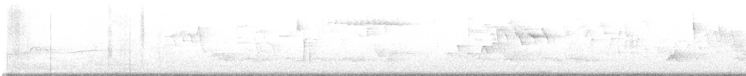 Sittelle à poitrine blanche (carolinensis) - ML619456553