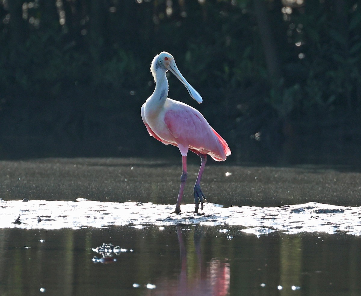 Roseate Spoonbill - ML619456555