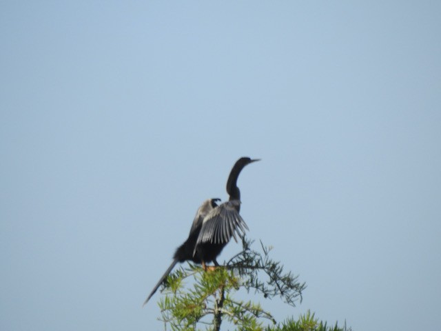 Anhinga - ML619456559