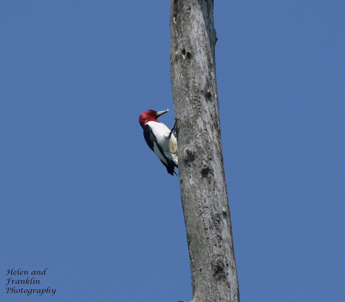 Red-headed Woodpecker - Helen and Franklin Chow