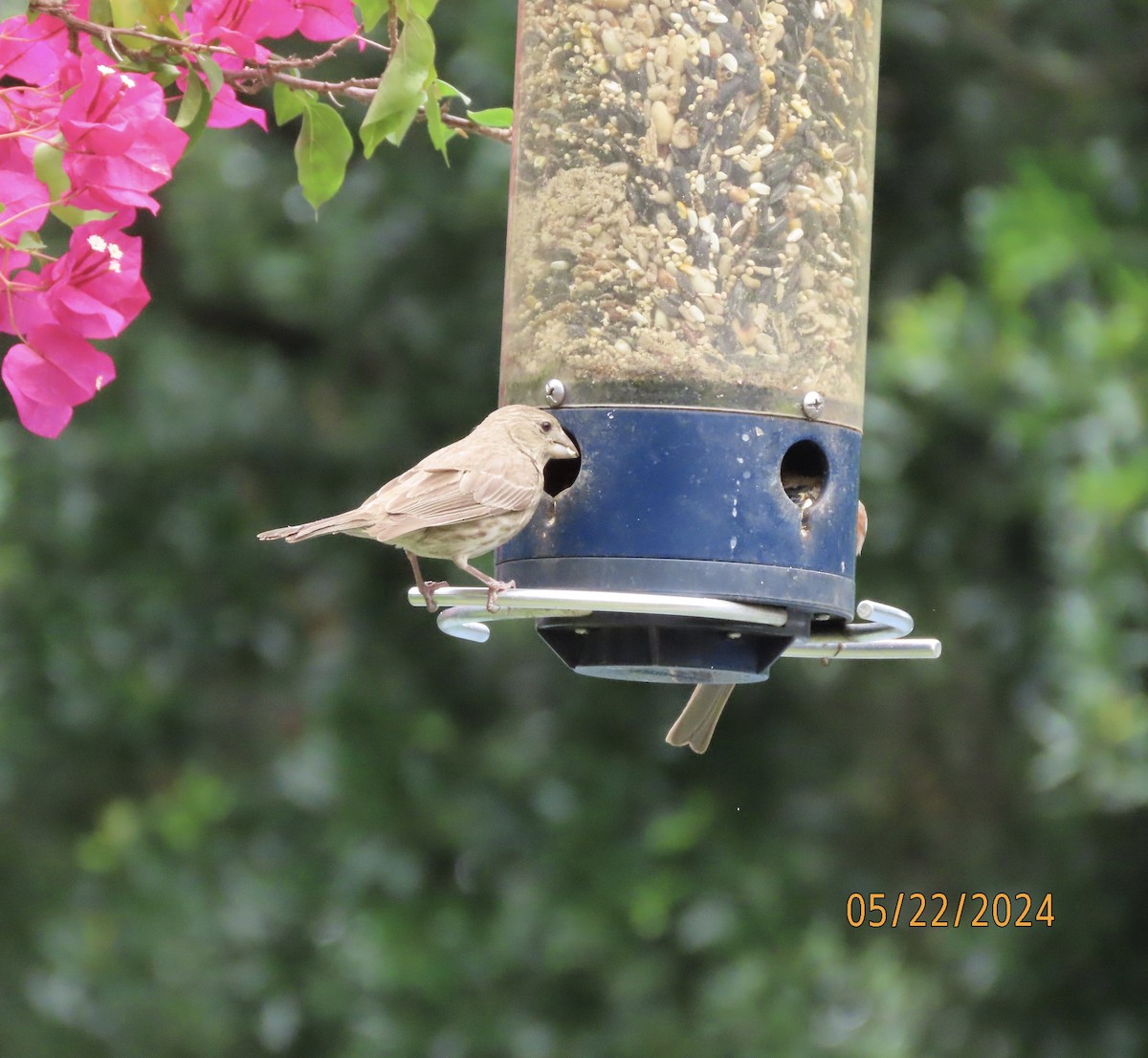 House Finch - Susan Leake