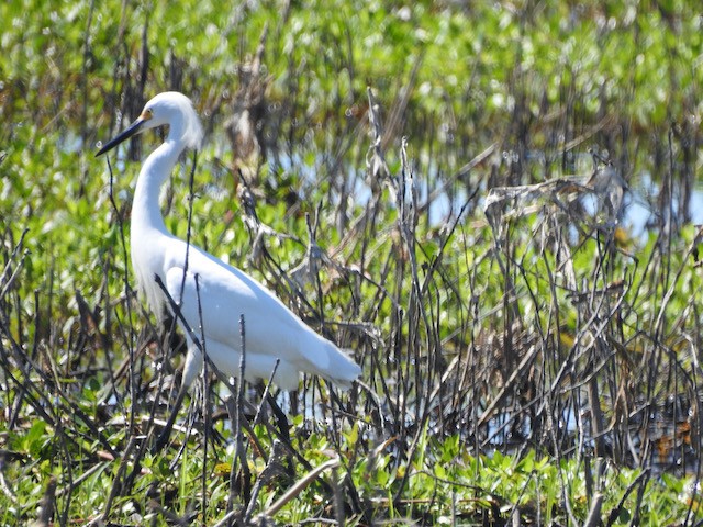 Snowy Egret - ML619456569