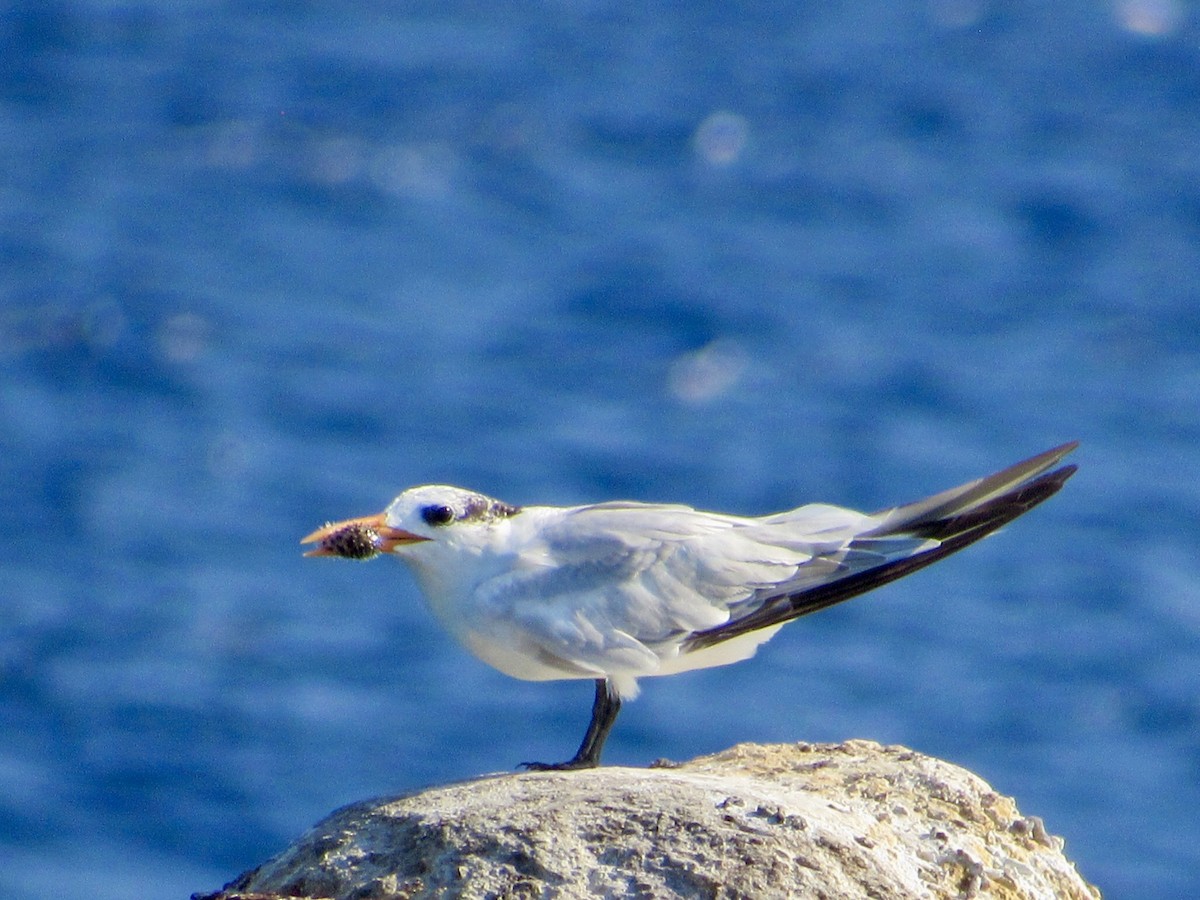 Royal Tern - Alex Pereschuk