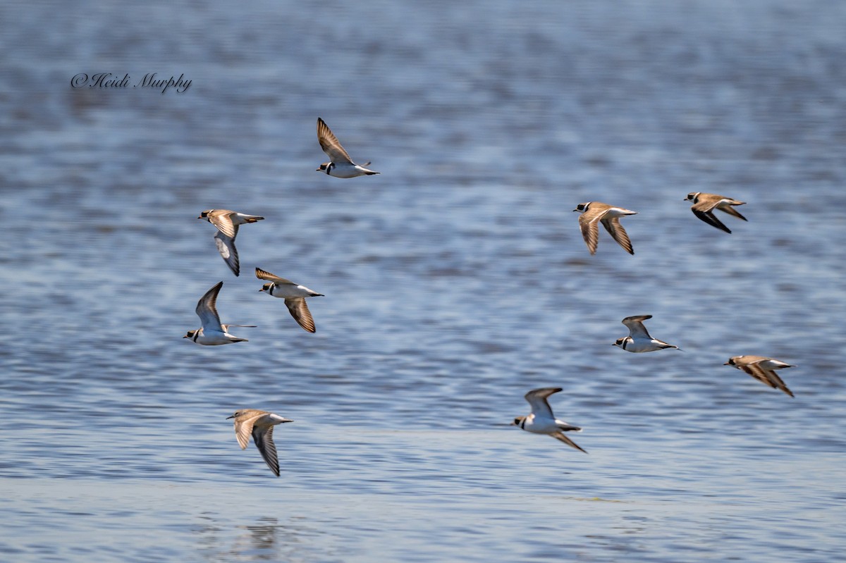 Semipalmated Plover - ML619456574