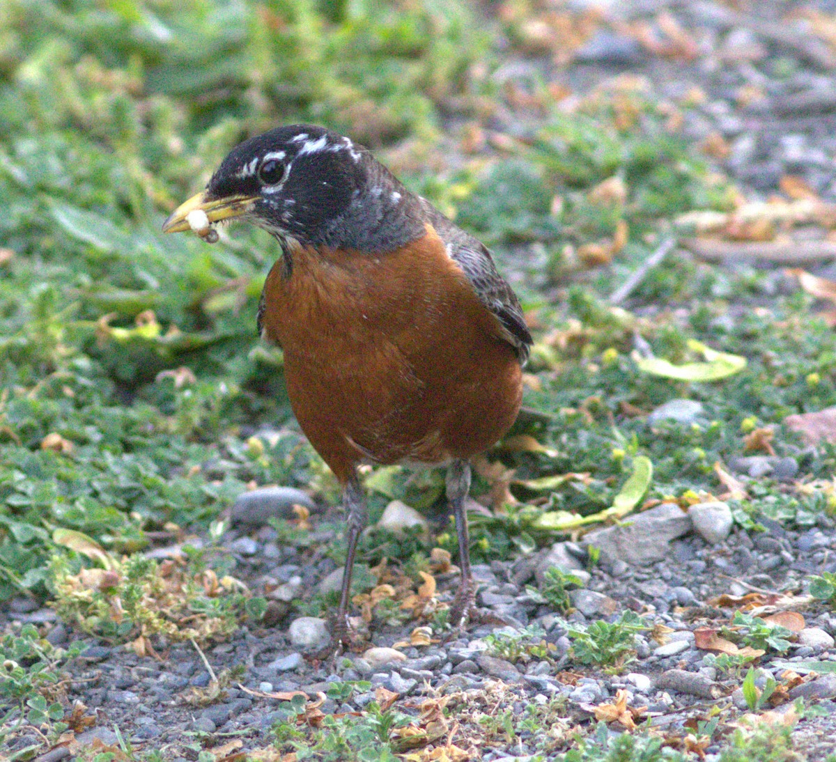 American Robin - ML619456575