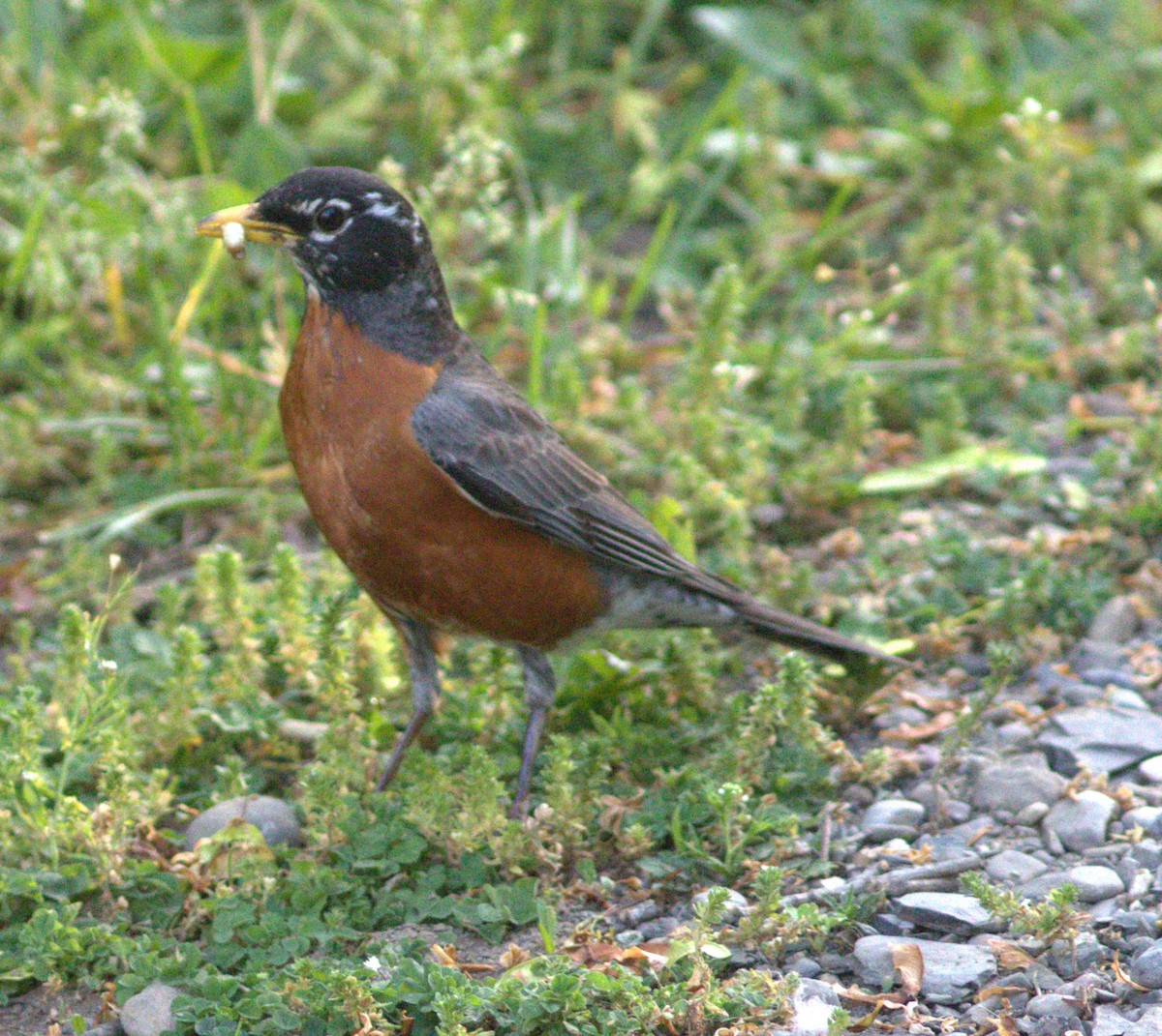 American Robin - ML619456576