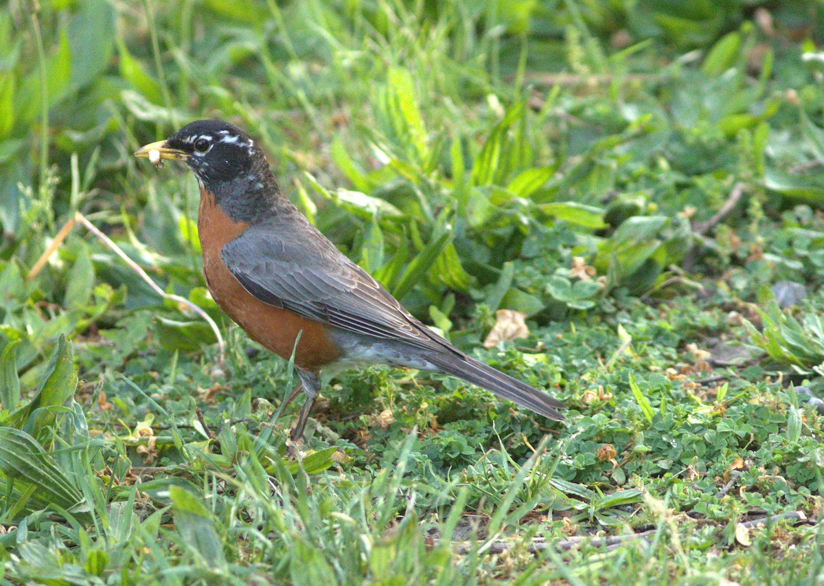 American Robin - Alexander "Sasha" Keyel