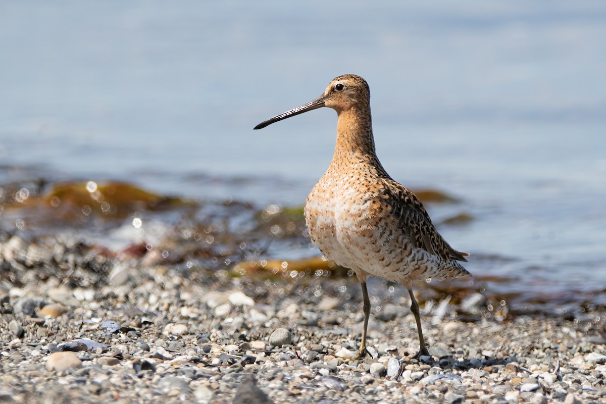 Short-billed Dowitcher - Marie-Josee D'Amour
