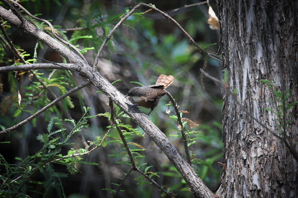 Canyon Wren - Diana Castelán