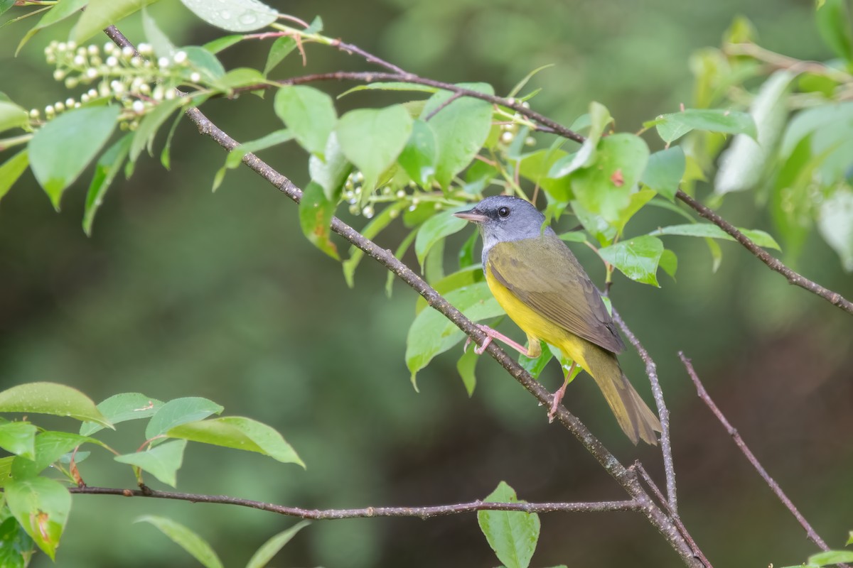 Mourning Warbler - Derek Rogers