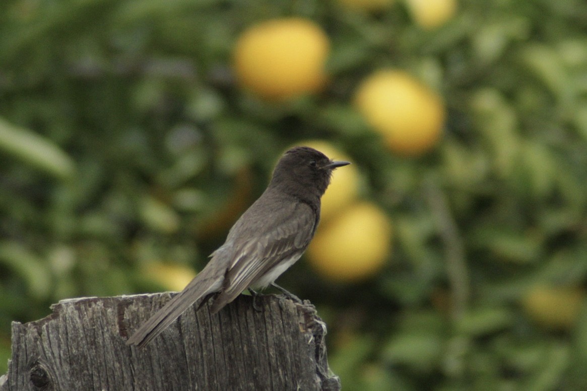 Black Phoebe - Joaquin Nguyen