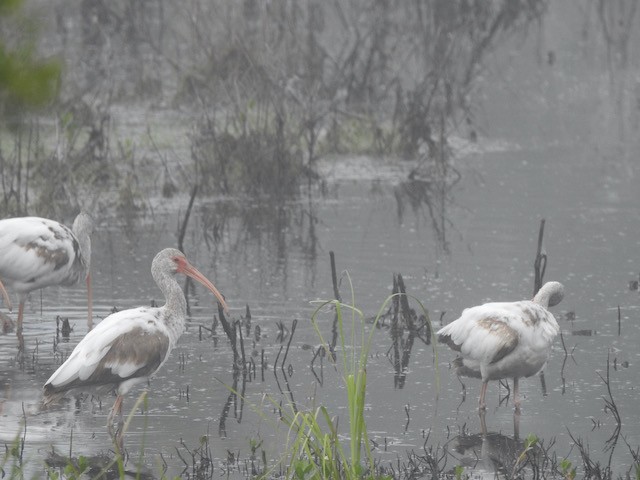 White Ibis - Gerald Head